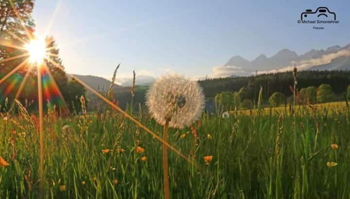 Biobauernhof Brandlhof Apartment Ramsau am Dachstein Ngoại thất bức ảnh