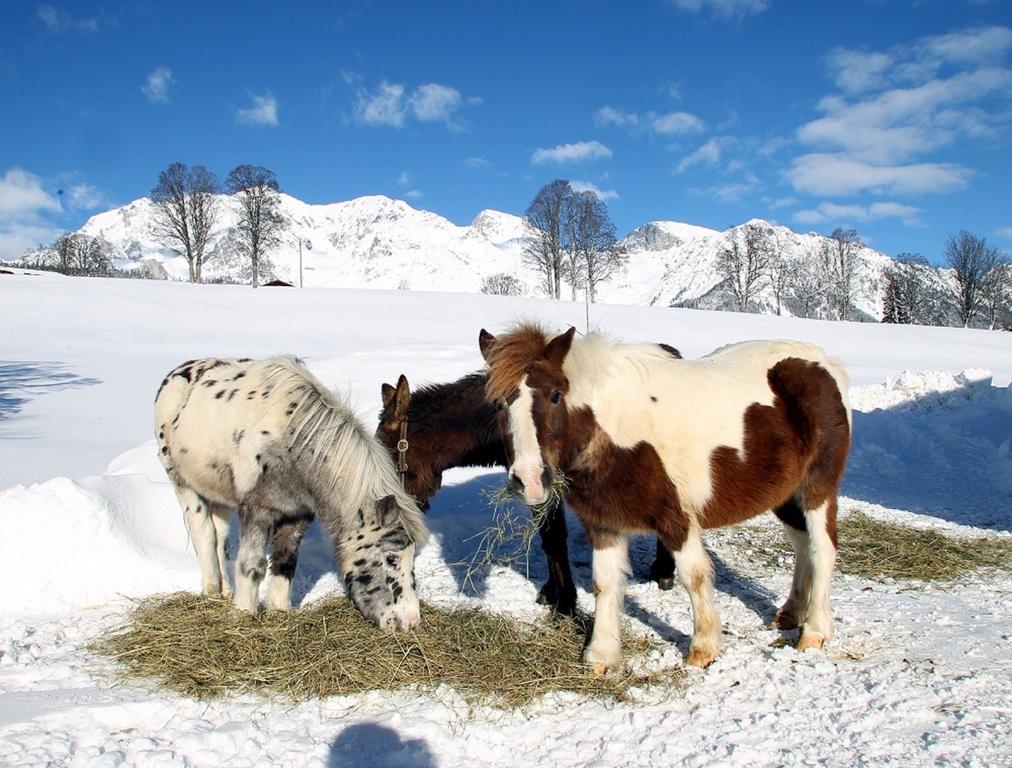 Biobauernhof Brandlhof Apartment Ramsau am Dachstein Ngoại thất bức ảnh